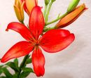 Lily