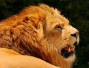 Lion 11
