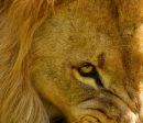 Lion's eye