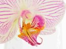 Orchid 5