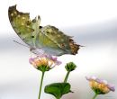 Ragged butterfly