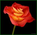 Rose 1