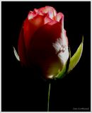 Rose 6