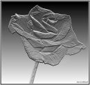 Metallic rose