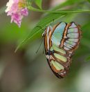 Australian butterfly