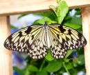 Framed butterfly