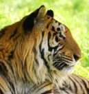 Tiger 2
