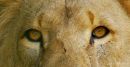 Lion eyes