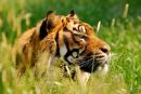 WHF Tiger