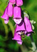 Industrious bee