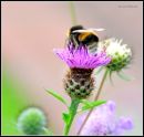 Wakehurstbee