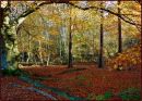 Autumn forest