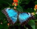 Blue wonder