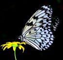 Butterfly on daisy