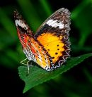 Ornate butterfly