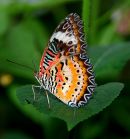 Butterflyleaf2