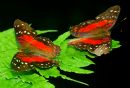 Butterfly pair