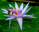 Butterfly on waterlily