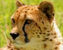 Cheetah