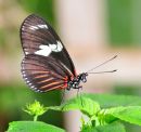 Detailed butterfly