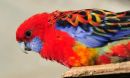 Parakeet 2