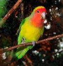 Parakeet