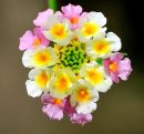 Flower 9