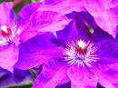 Flower 9b