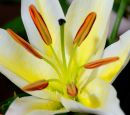 Flower 2