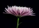 Flower 3