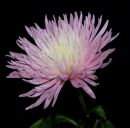 Flower 5