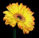 Flower 7