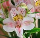 Flower 8