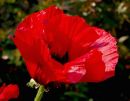 Texas poppy