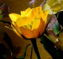 Texas rose