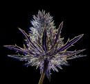 Thistle