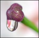 Water drop