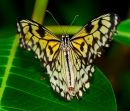 Large yellow and white