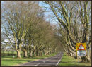 Beech Tree Avenue