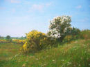 "Hawthorn and Gorse, Galloway".SOLD