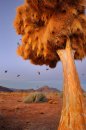 Nesting birds