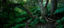 Valley of the Ferns