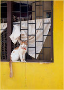Cat at the Window 