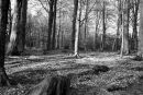 Woods