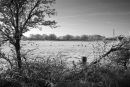 Cold and Frosty Field