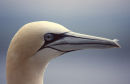 Gannet Portrait