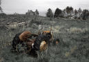 Old Tractor