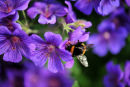 Bumble bee on Geranium