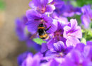 Bumblebee on Geranium 2