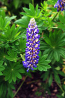 Lupin
